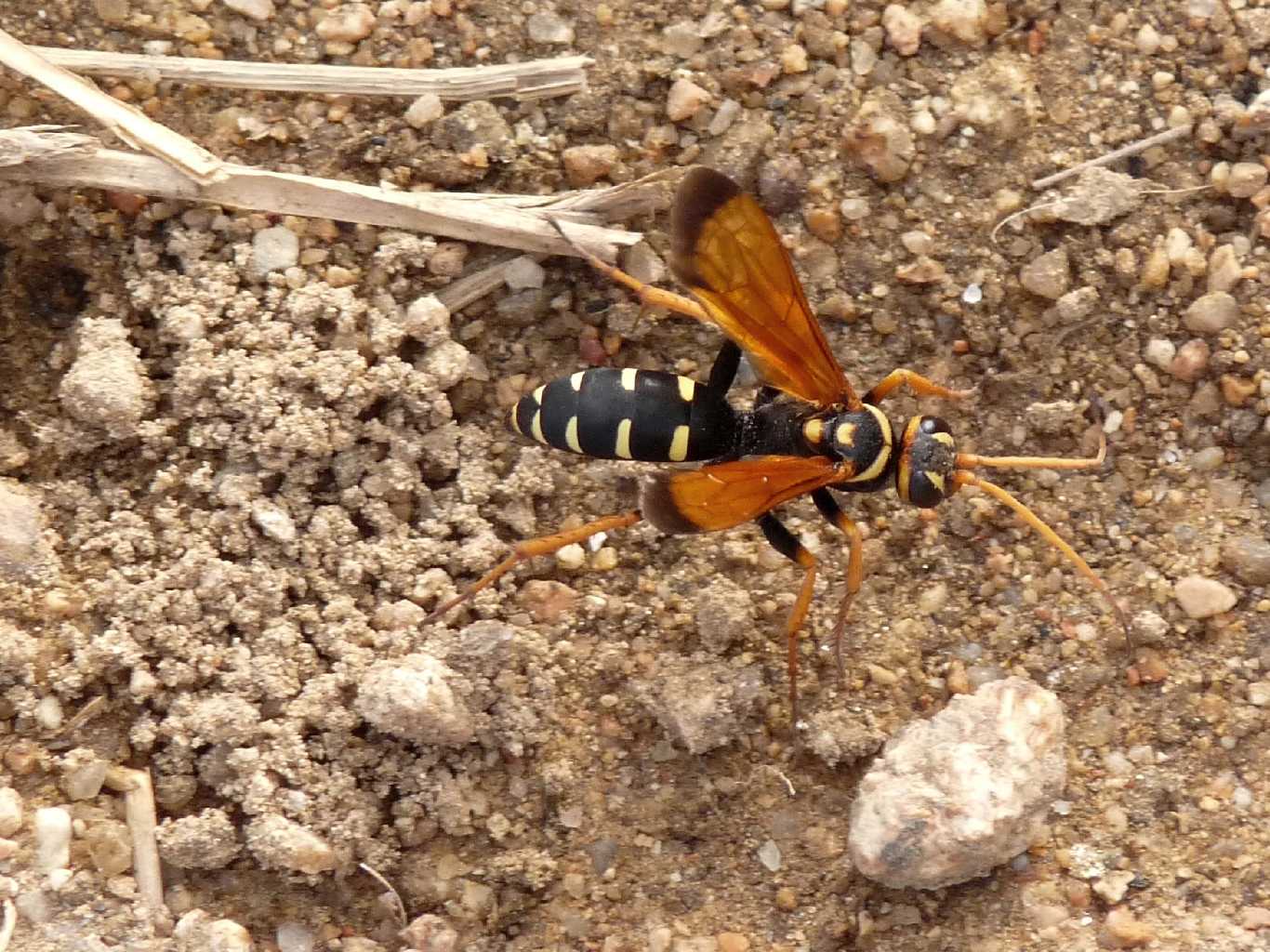 Batozonellus lacerticida? No. Cryptocheilus octomaculatus